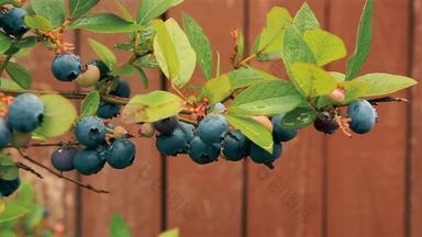 蓝莓浆果夏天<strong>挂布</strong>什分支花园